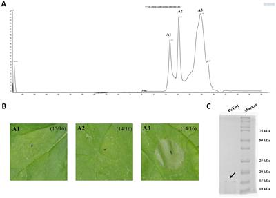 A protein elicitor PeVn1 from Verticillium nonalfalfae HW recognized as a MAMP triggers plant immunity response